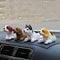 4-piece dog set + large anti-slip