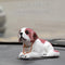 Saint bernard